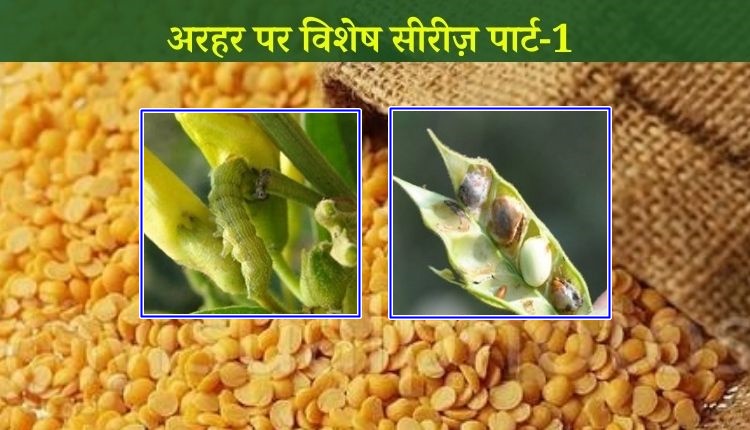 अरहर की दाल के रोग pigeon pea diseases