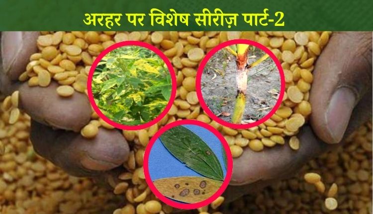 अरहर की दाल के रोग pigeon pea diseases