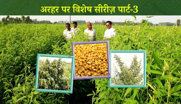 अरहर की खेती pigeon pea cultivation arhar ki kheti