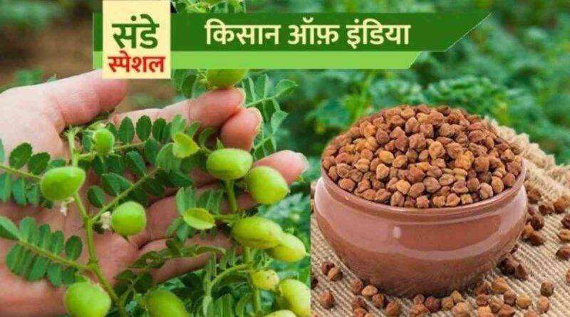 चने की उन्नत खेती chickpea farming