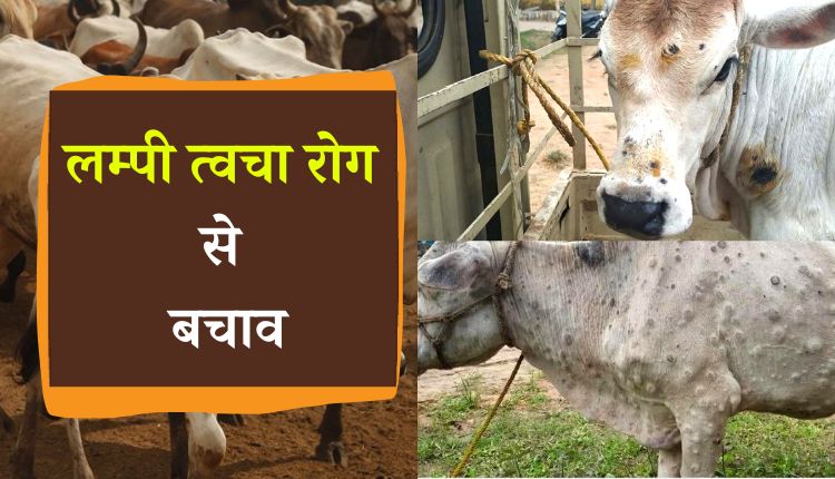 Lumpy Skin Disease: लम्पी त्वचा रोग