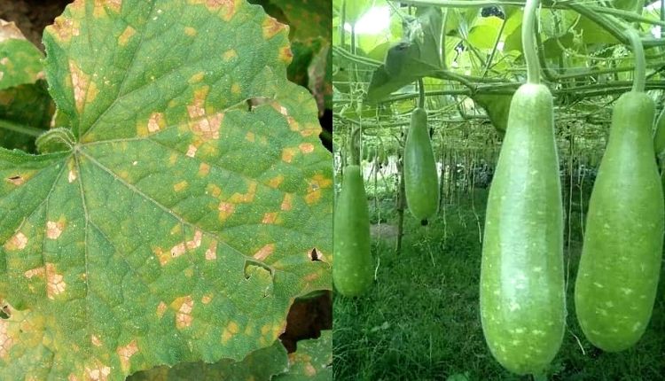 Bottle Gourd Farming: अगर आप कर रहे हैं लौकी की खेती तो ऐसे करें रोगों से अपनी फसल का बचाव