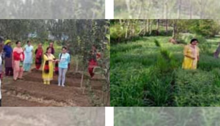 हिमाचल प्रदेश प्राकृतिक खेती (natural farming himachal pradesh)