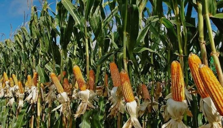 Maize cultivation