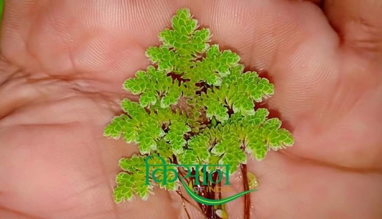 Azolla