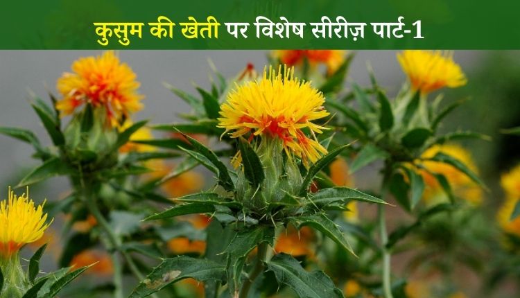 कुसुम की खेती safflower cultivation kusum ki kheti