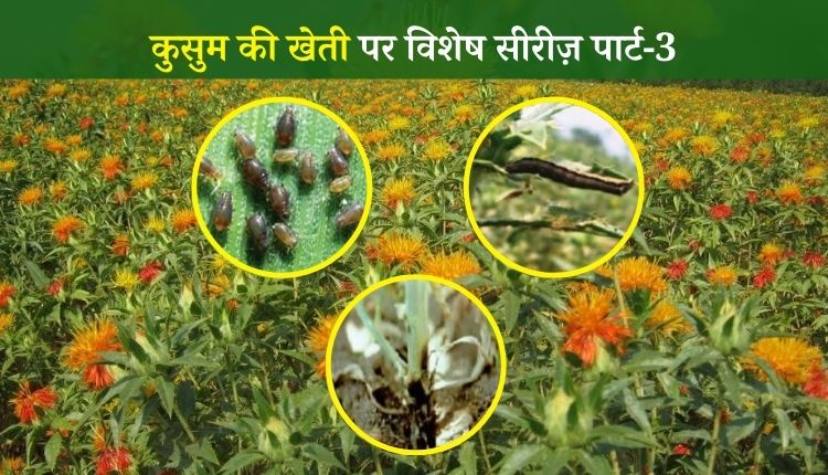 कुसुम की खेती के कीट और रोग safflower disease and pest