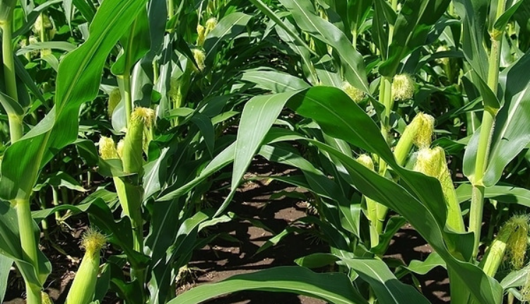 Baby Corn Farming 