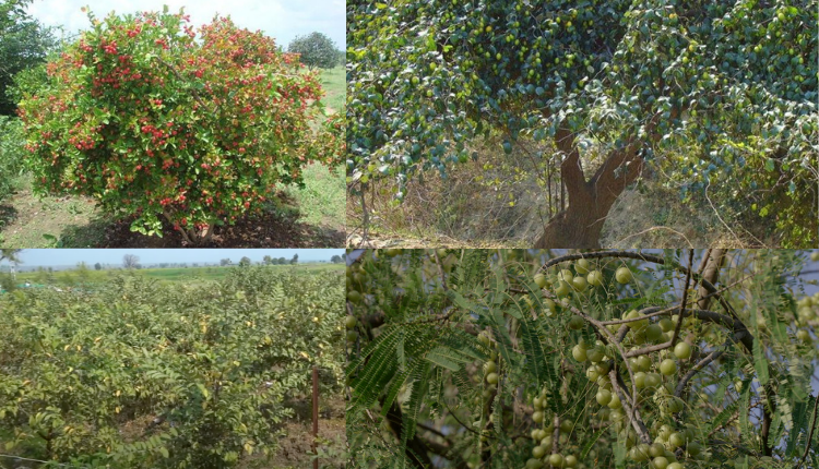 वैज्ञानिकों ने बताए ऐसे फलदार पेड़ जो ऊसर (wasteland) और किसान