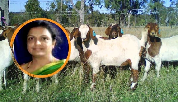 भेड़ और बकरी पालन sheep and goat farming