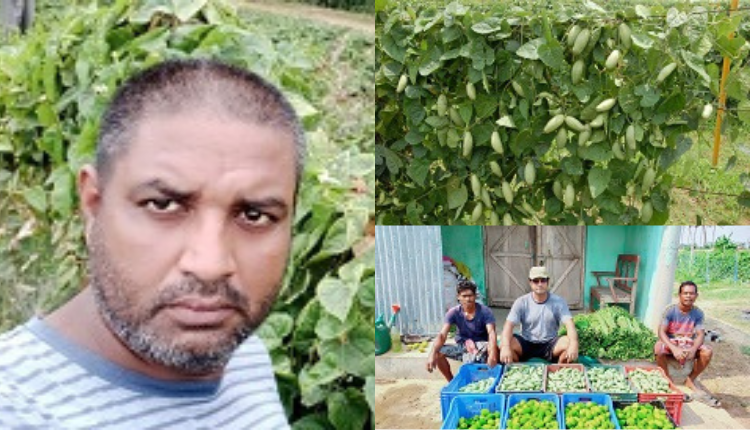 परवल की खेती (Parwal Farming): चंदन खुंटिया ने SAIL की सरकारी नौकरी छोड़ शुरू की खेती और परवल की इस किस्म को उगाकर बढ़ाई आमदनी