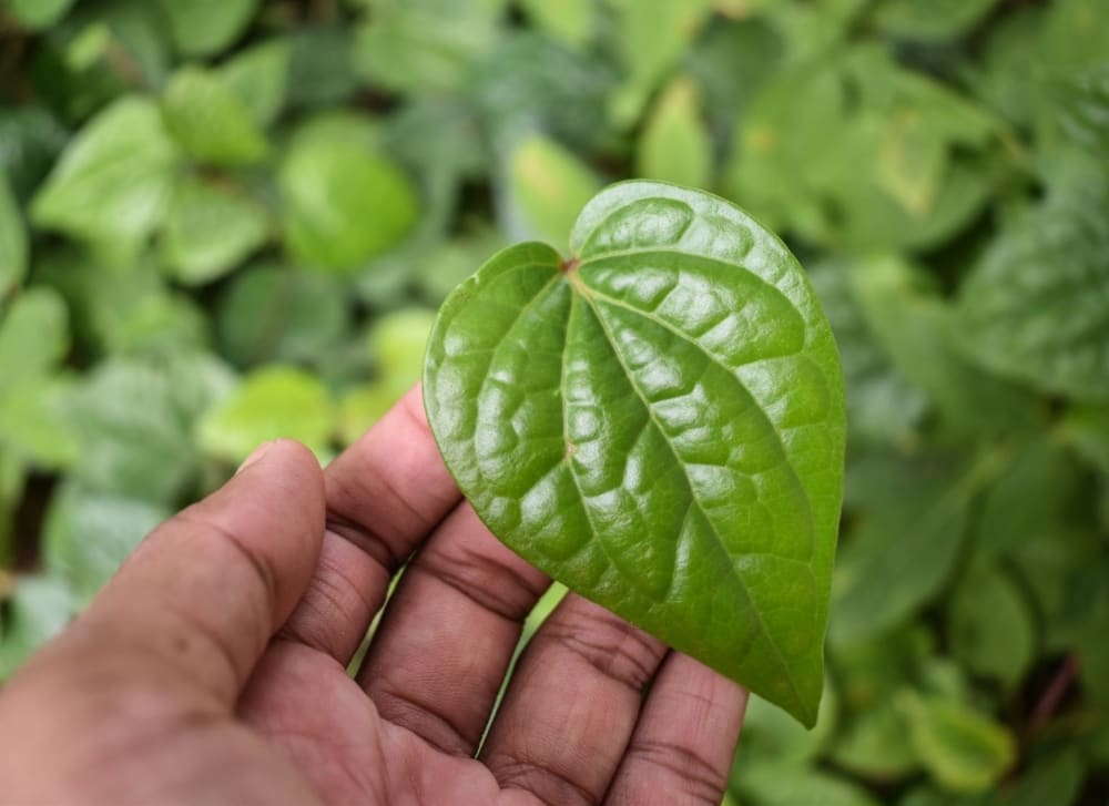 पान की खेती (Betel Leaf Farming)