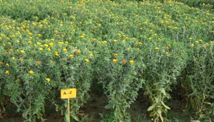 कुसुम की खेती safflower cultivation kusum ki kheti