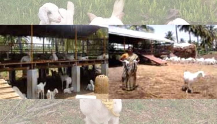 बकरी पालन SLATTED FLOOR GOAT FARMING