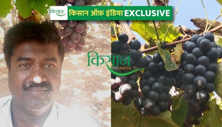 अंगूर की खेती grape cultivation