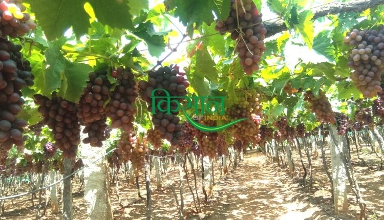 अंगूर की खेती grape cultivation