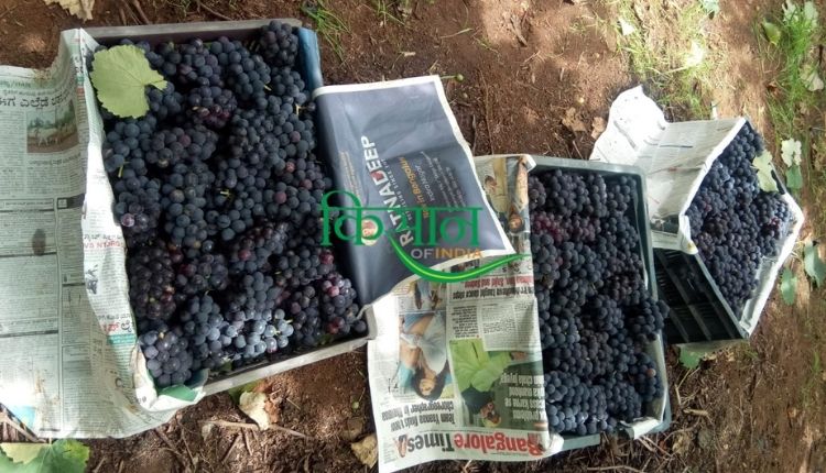 grape cultivation