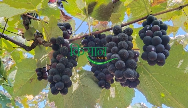 grape cultivation