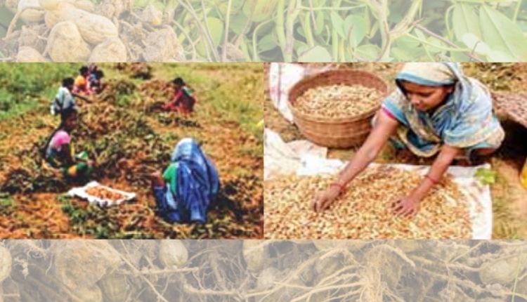 Groundnut Cultivation: This woman cultivated groundnut with improved methods, this variety got good yield
