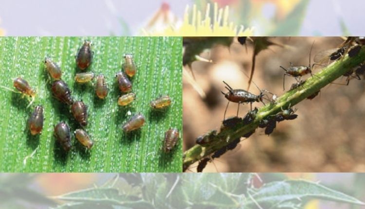 कुसुम की खेती के कीट और रोग safflower disease and pest