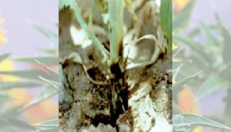 कुसुम की खेती के कीट और रोग safflower disease and pest