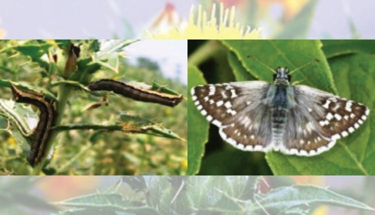 कुसुम की खेती के कीट और रोग safflower disease and pest