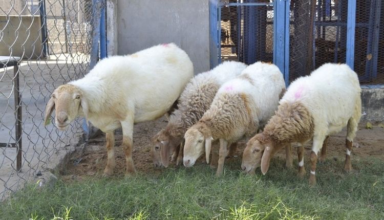 Rearing sheep
