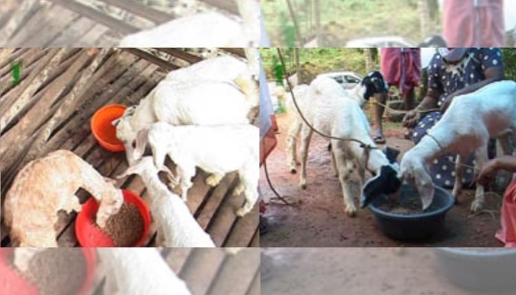 Rearing sheep