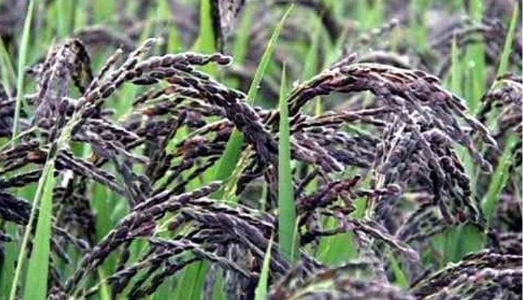 काले चावल (Black Rice)