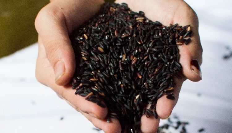 काले चावल (Black Rice)