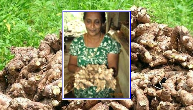 अदरक की खेती ginger cultivation