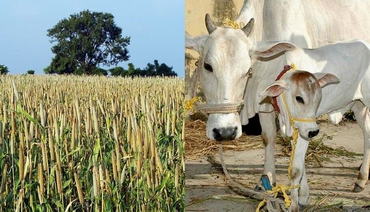 बाजरा के नए रोग और देसी गाय चिप millet disease and cow chip