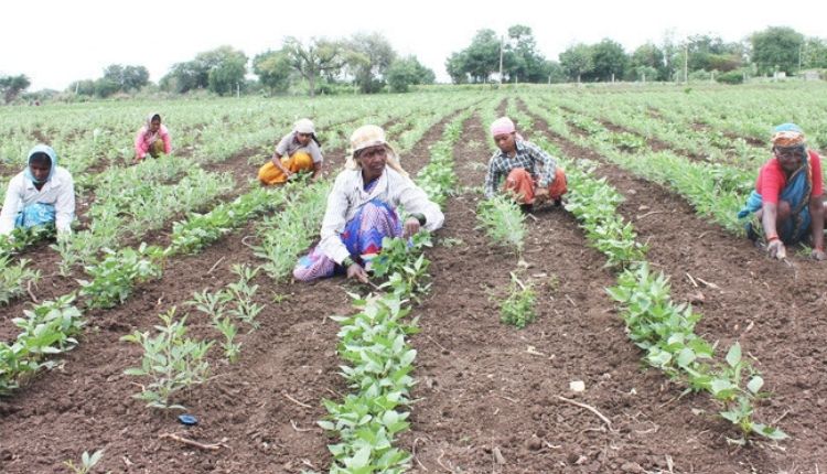 विश्व दलहन दिवस world pulses day