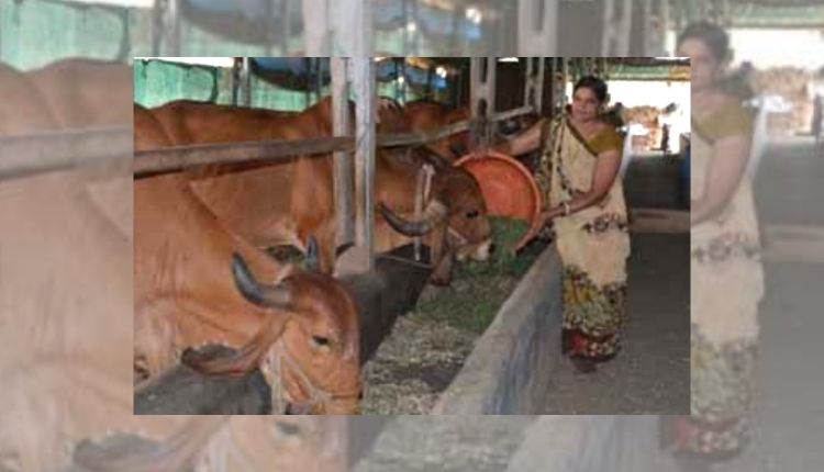 dairy farming डेयरी व्यवसाय