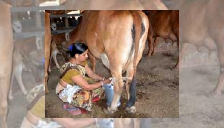 dairy farming डेयरी व्यवसाय