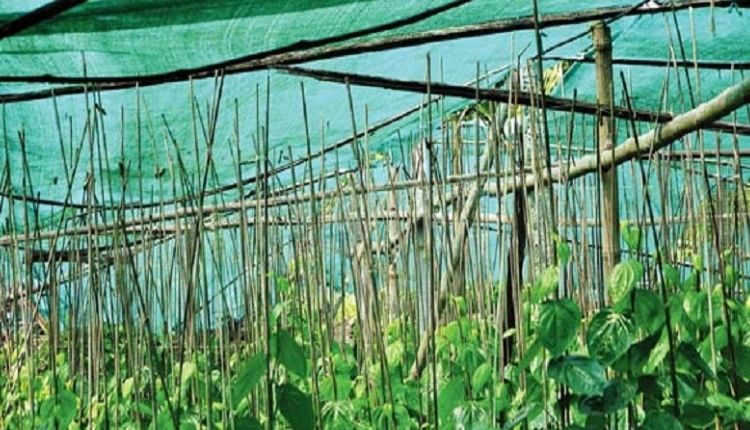 पान की खेती (Betel Leaf Farming)