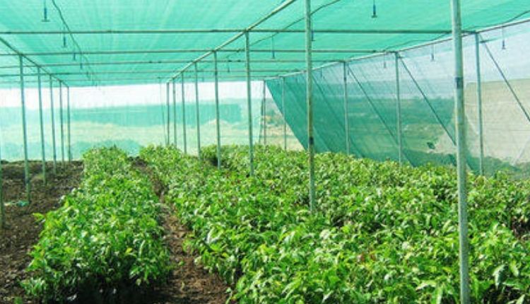 पान की खेती (Betel Leaf Farming)