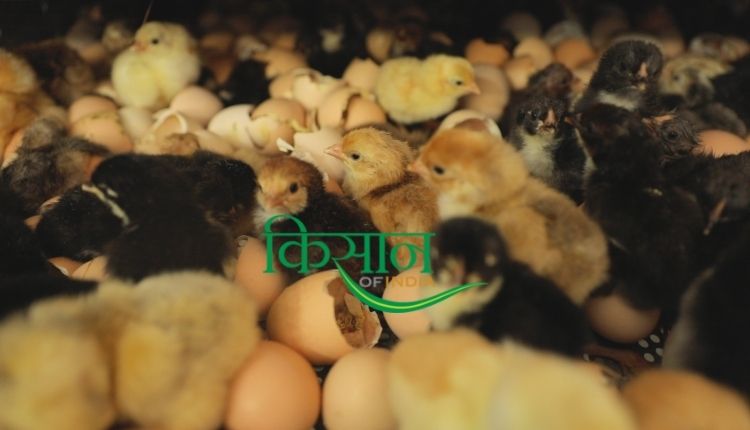 देसी मुर्गीपालन poultry farming business