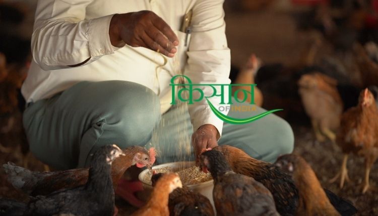 देसी मुर्गीपालन poultry farming business