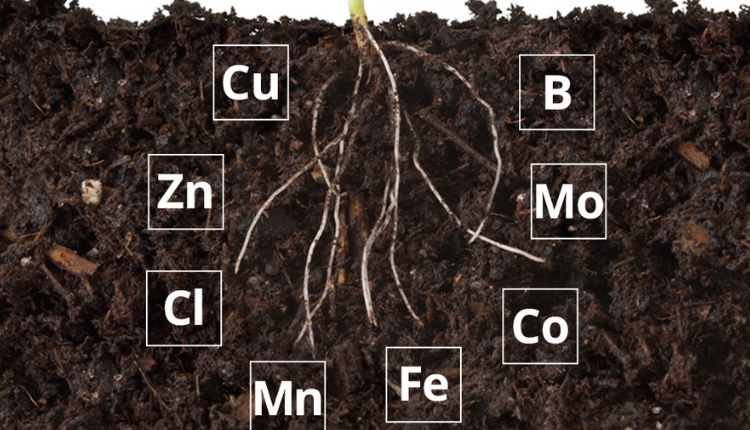 सूक्ष्म पोषक तत्वों की कमी से पौधों में उभरने वाले प्रत्यक्ष लक्षण
