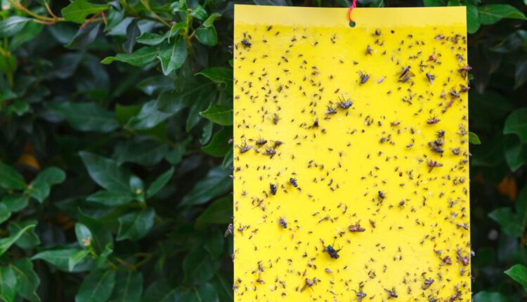 सरसों की फसल पर बढ़ रहा कीटों का प्रकोप? फसल सुरक्षा विशेषज्ञ डॉ. आर.पी. सिंह से जानिए बचाव का आसान तरीका