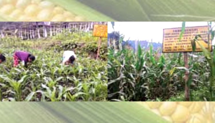 मक्के की खेती maize cultivation sikkim woman farmer 