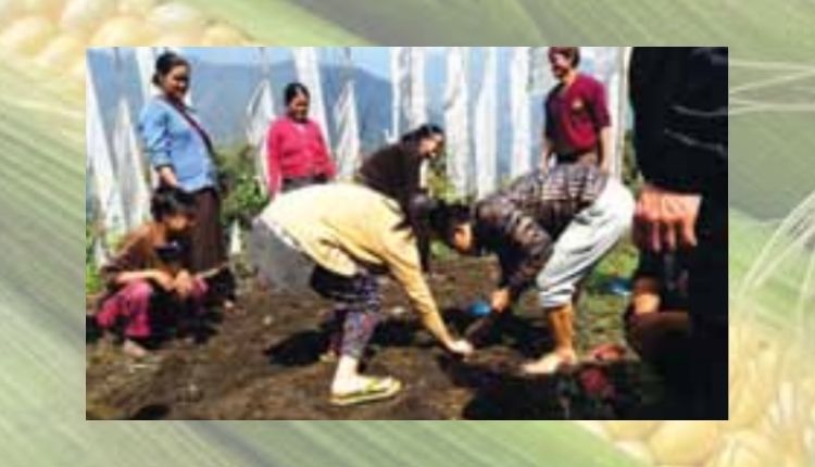 मक्के की खेती maize cultivation sikkim woman farmer 