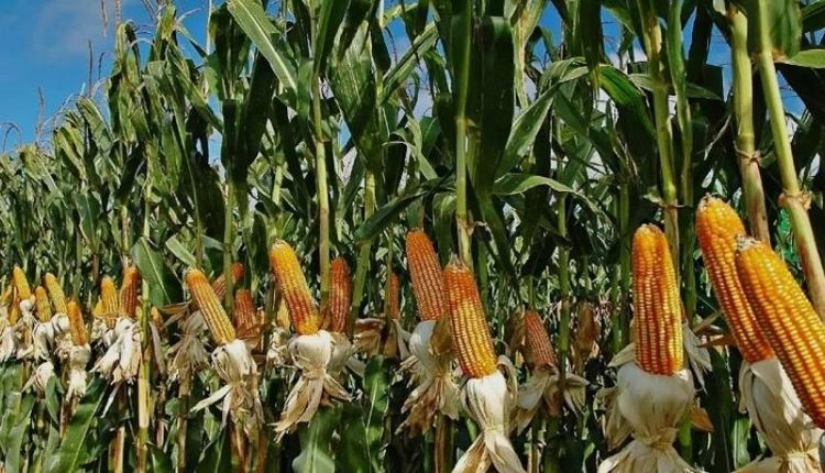 मक्के की खेती maize cultivation sikkim woman farmer 