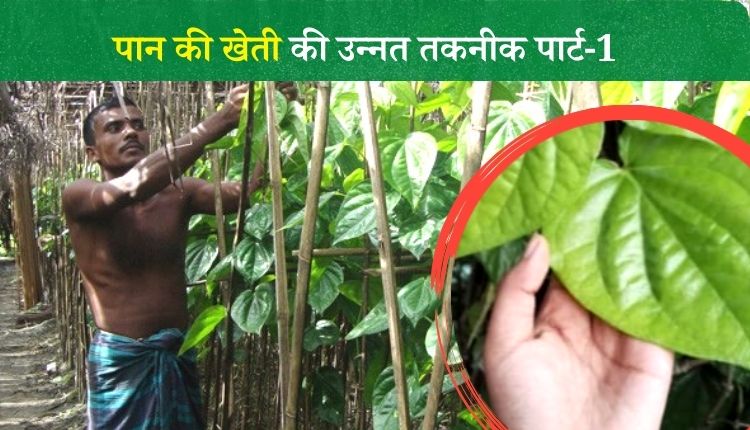 पान की खेती (Betel Leaf Farming)