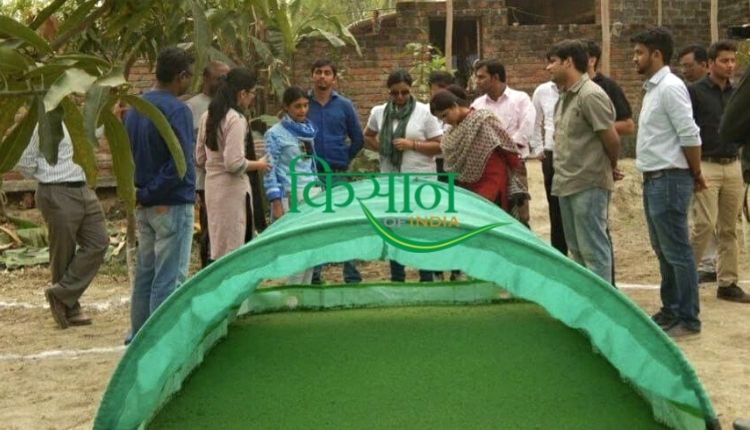 अजोला की खेती Azolla Cultivation