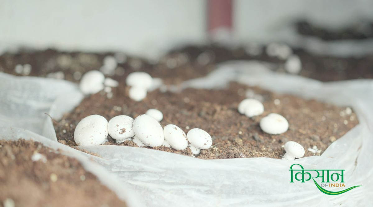 मशरूम की खेती pithoragarh farmer mushroom farming