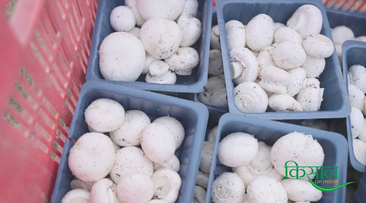 मशरूम की खेती pithoragarh farmer mushroom farming