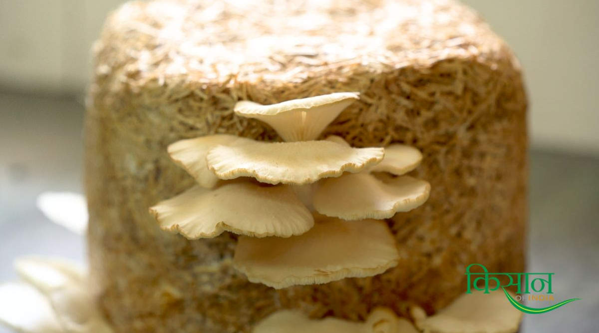 मशरूम की खेती pithoragarh farmer mushroom farming