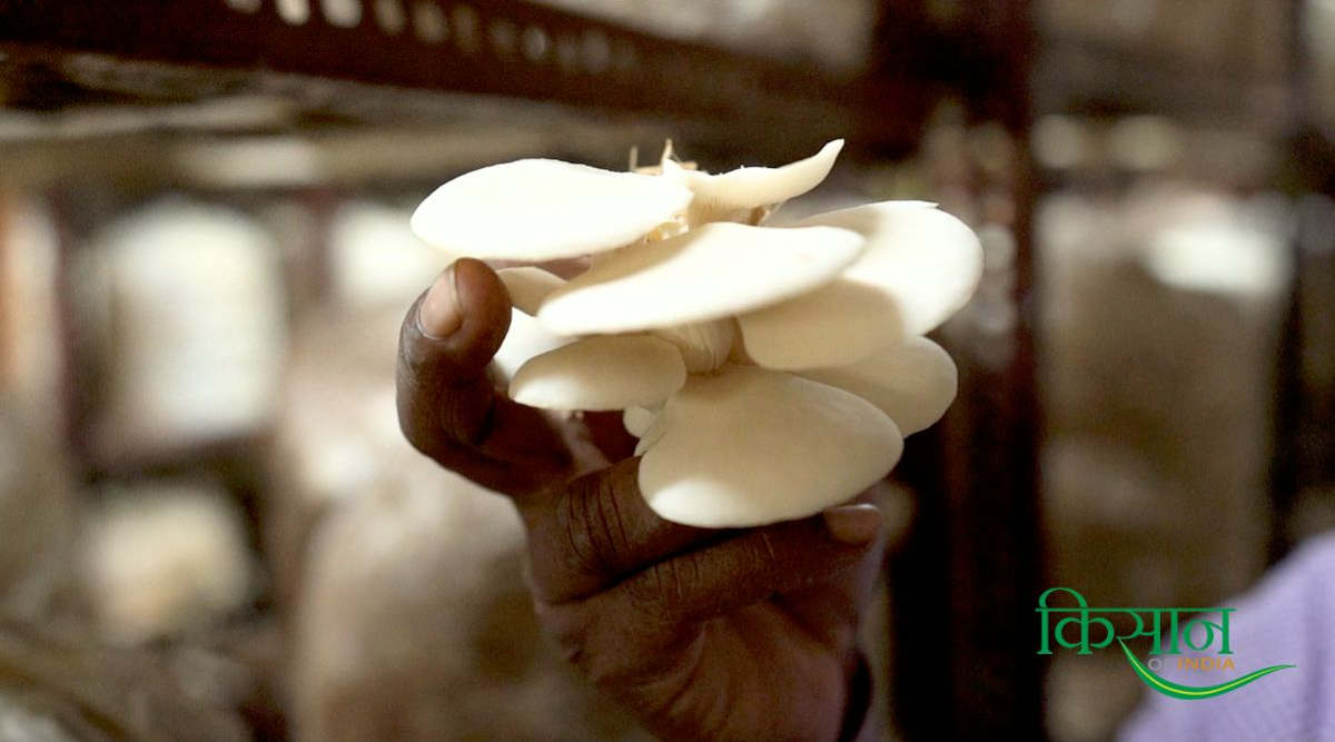 मशरूम की खेती pithoragarh farmer mushroom farming